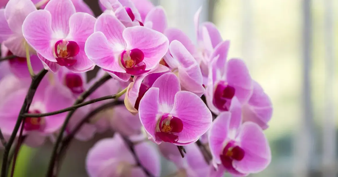 Delikatne, różowe kwiaty storczyka, znane też jako orchidea, tworzą bujny bukiet.
