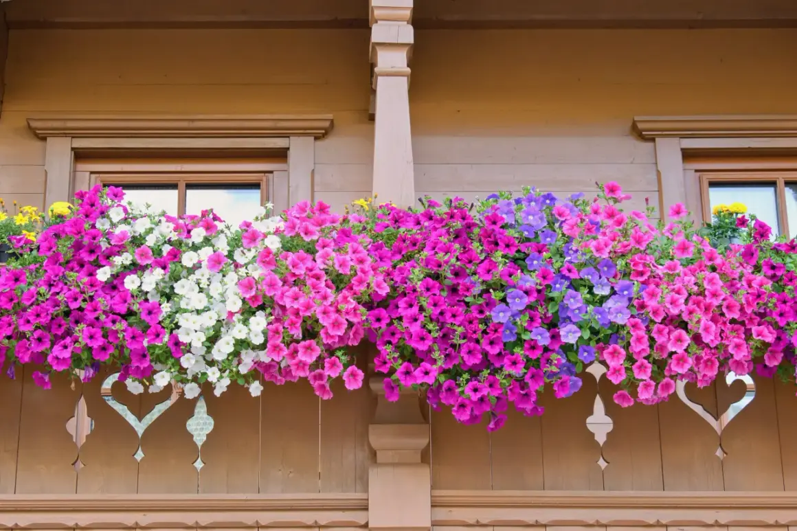 Balkon ozdobiony kaskadą kwitnących petunii w odcieniach różu, bieli i fioletu.