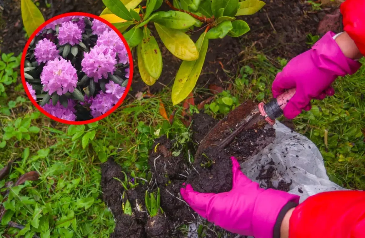 Kiedy sadzić rododendrony? Różowe kwiaty rododendronu w okręgu i ręce w różowych rękawiczkach sadzące rośliny.
