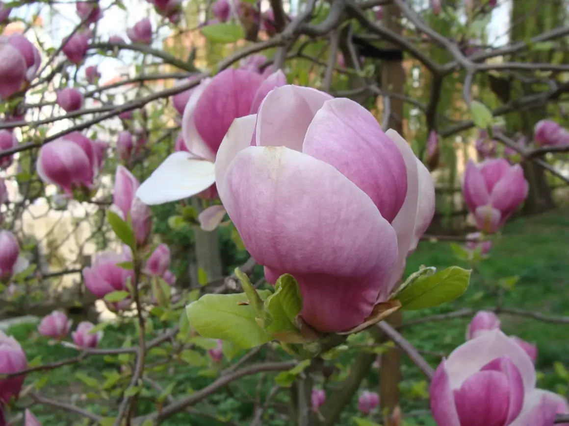 Delikatne pąki magnolii, jakby wyłaniające się z żyznej ziemi, rozkwitają w pastelowych odcieniach różu.