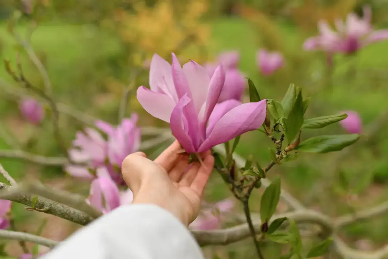 Delikatna dłoń dotyka różowej magnolii, która rozkwitła na żyznej ziemi.
