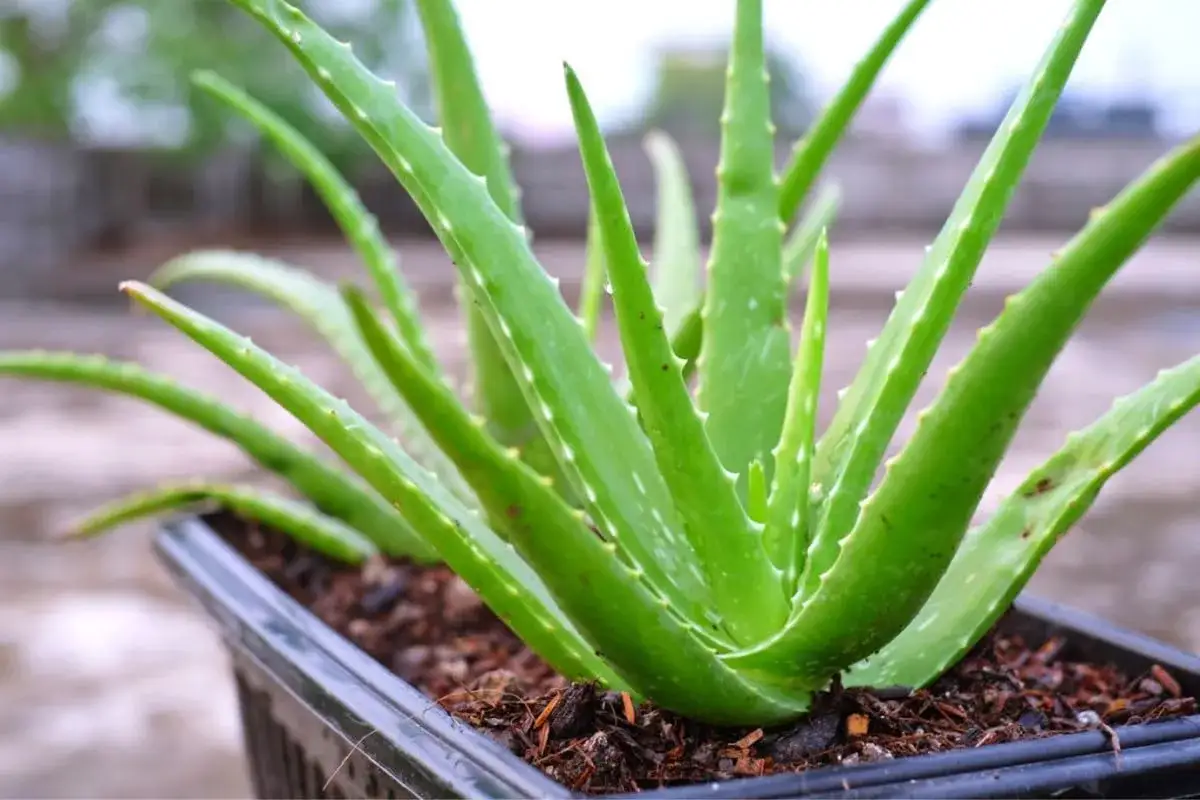 Soczysty aloes w doniczce, idealna ziemia do aloesu zapewni mu zdrowy wzrost.