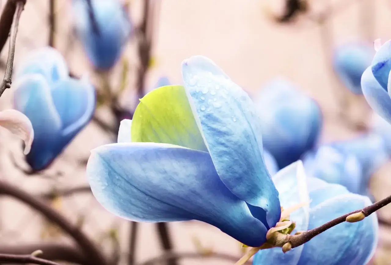 Niebieskie płatki magnolii z kroplami deszczu. Wiosna pokazuje, jak szybko rośnie magnolia, zachwycając intensywnymi barwami.