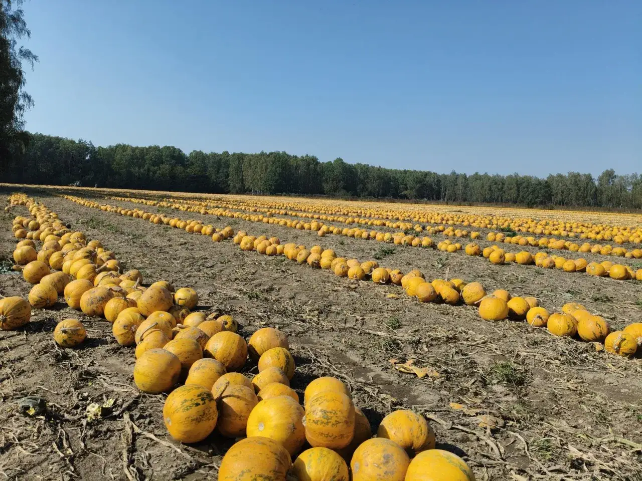 Ogromne pole dyni, gotowe do zbiorów. Uprawa dyni na polu w pełnym słońcu.