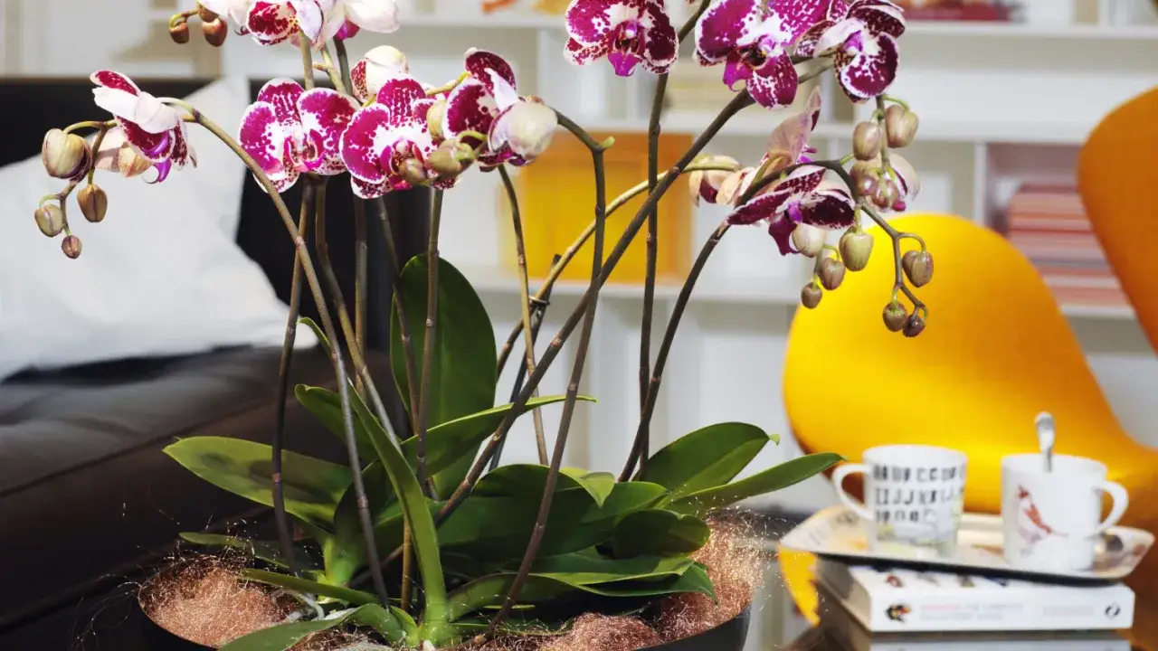 Piękna orchidea, storczyk w doniczce, z pąkami i kwiatami, na tle żółtego fotela i czarnej kanapy.