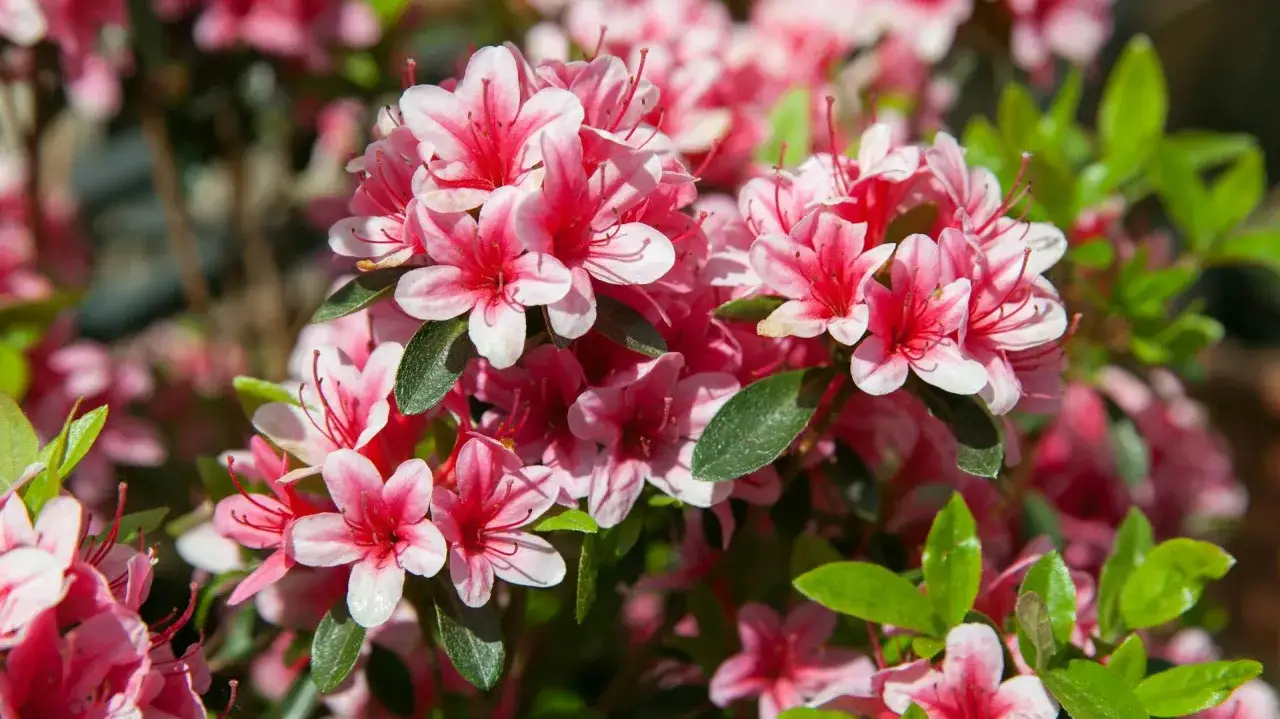 Kwiaty rododendronu w odcieniach różu i bieli, z zielonymi liśćmi. Idealne do uprawy w ogrodzie, dodają koloru.