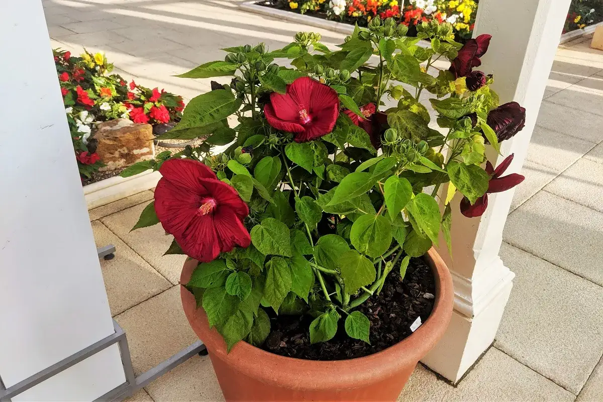 Piękny, ciemnoczerwony hibiskus odmiany w donicy, otoczony zielonymi liśćmi i pąkami.
