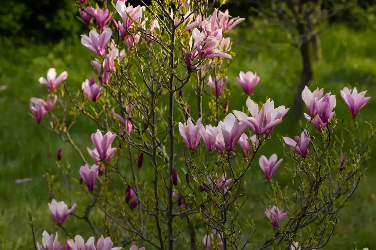 Kwitnąca magnolia w ogrodzie, jej różowe kielichy otwierają się na tle zieleni.