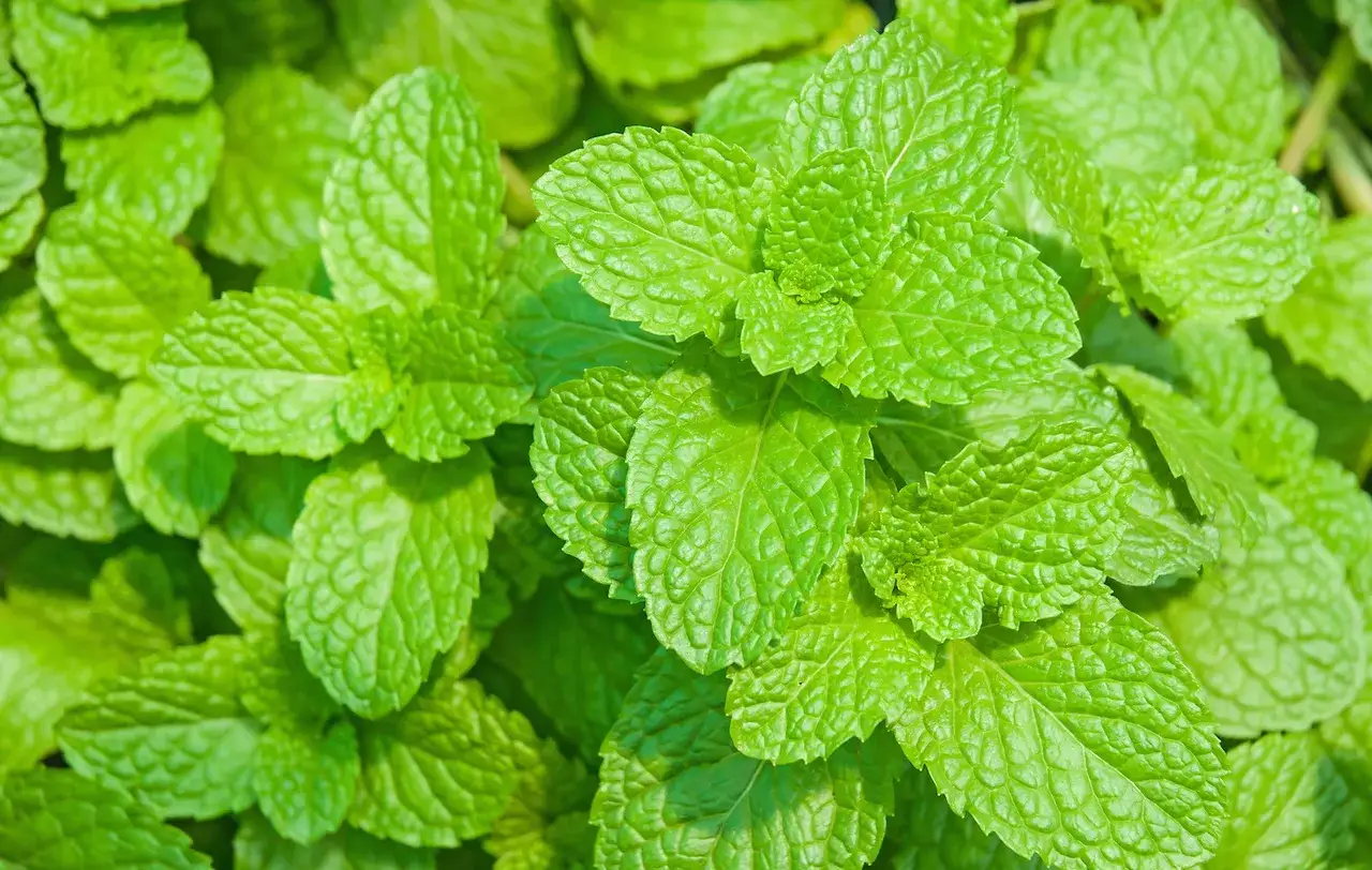 Gęste, zielone liście melisy cytrynowej tworzą orzeźwiający dywan. Ich pofałdowana powierzchnia i ząbkowane brzegi zdradzają intensywny aromat.