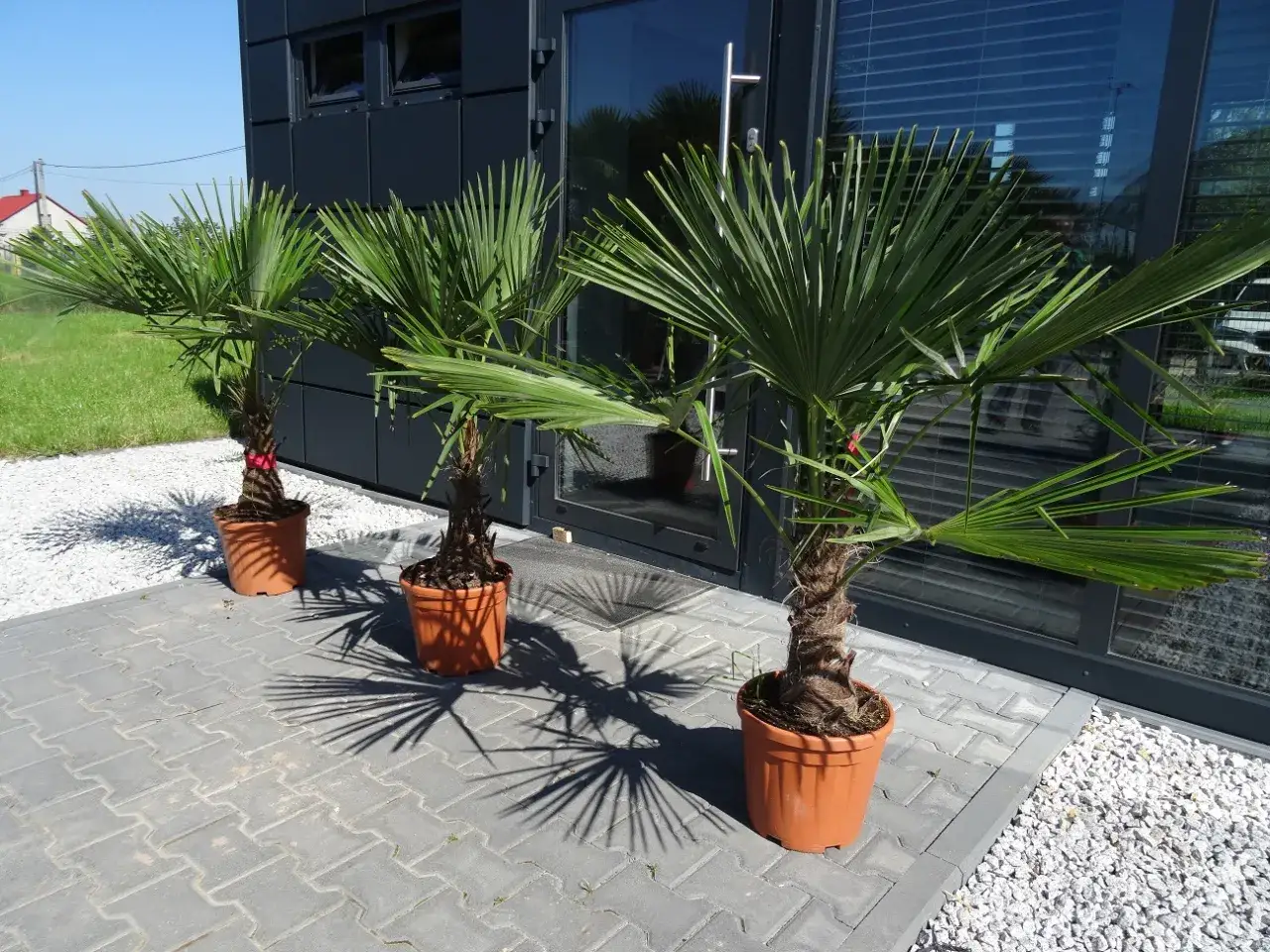 Trzy doniczkowe palmy, różne rodzaje palm, tworzą egzotyczny akcent przy nowoczesnym budynku.