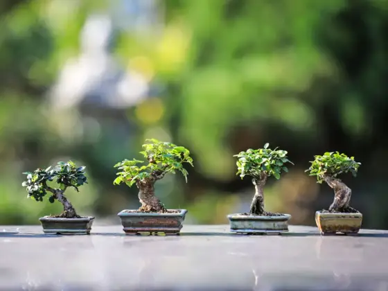 Bonsai - jak dbać? 5 zasad, by rosło zdrowo w domu i na balkonie