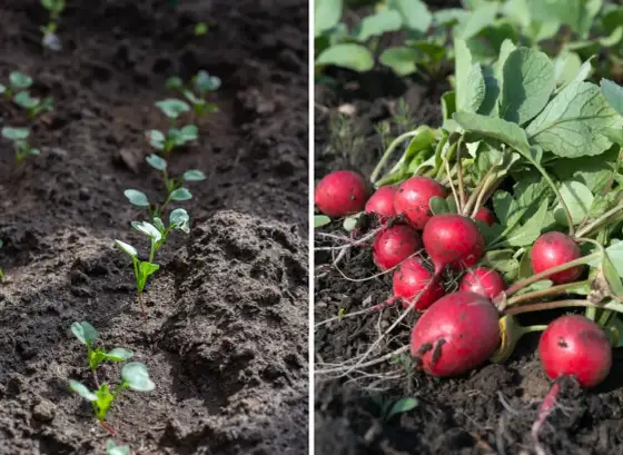 Rzodkiewka na balkonie - Prosta uprawa i chrupiący zbiór!